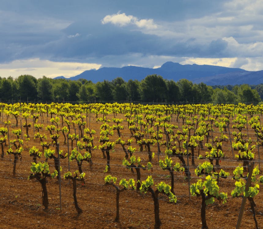 Schimmel in de wijngaard. Hoe kom je ervanaf?