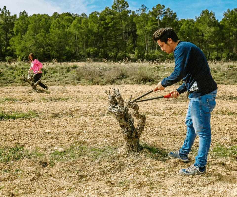 Dit gebeurt er in onze wijngaard in de winter