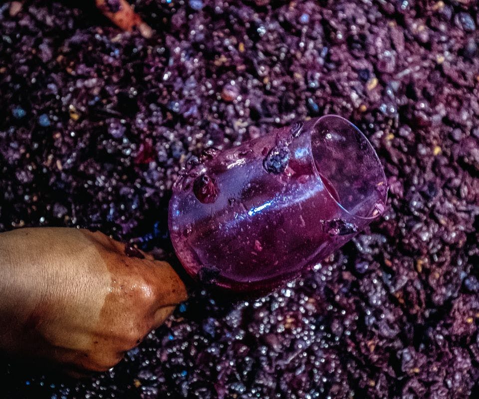 Hoe wordt rode wijn gemaakt?