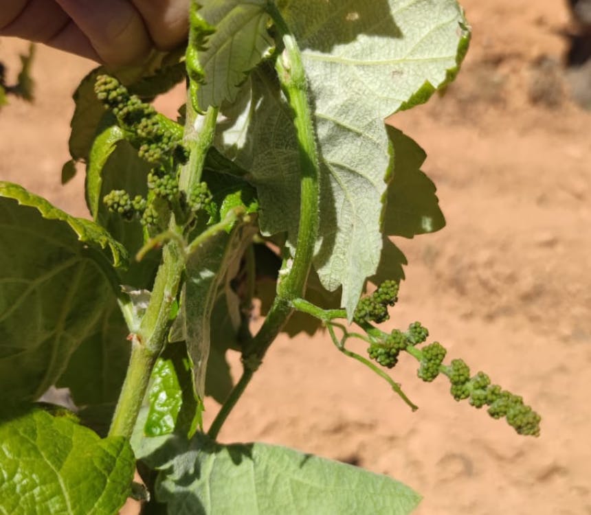 Update van onze wijnmaker