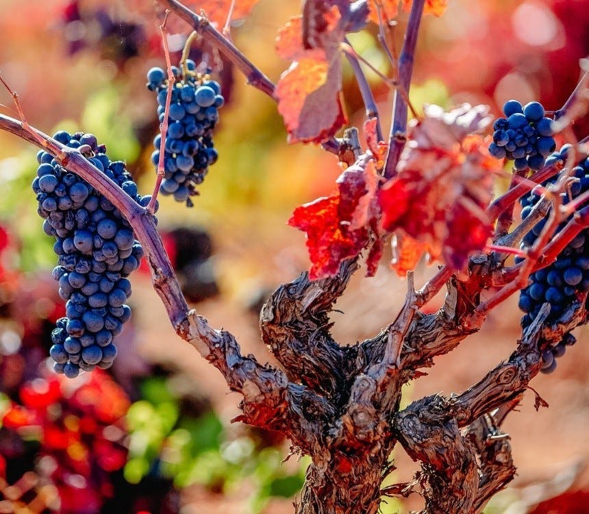 Wijnboer aan het woord: Oude stokken