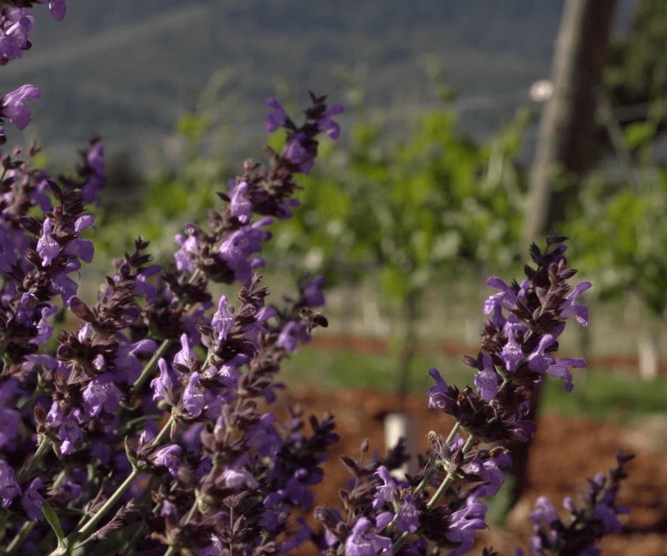 Een ongewone manier van insectenbestrijding