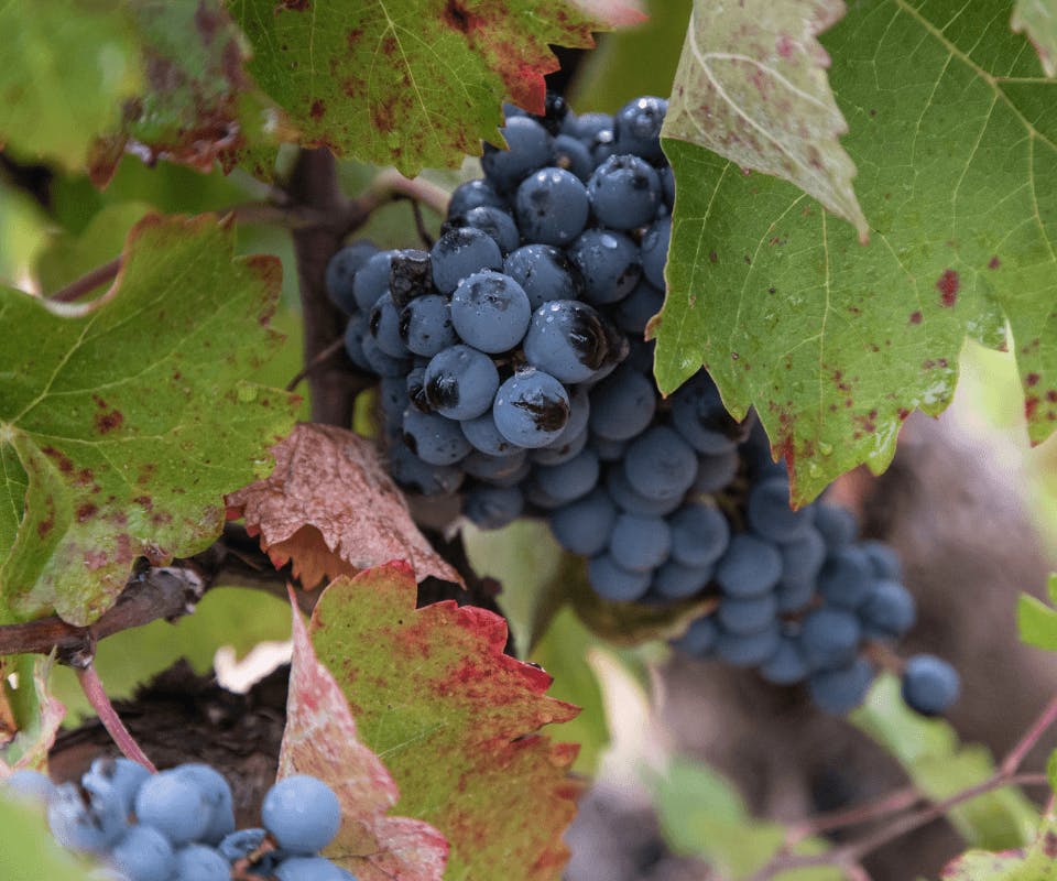 Waarom de bobaldruif fantastisch is