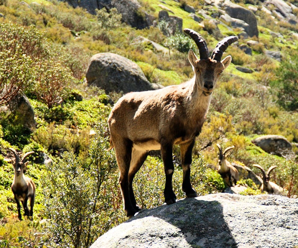 Berggeiten rond het wijnhuis