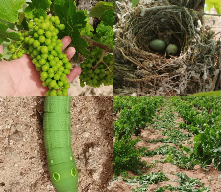 Update uit onze biologische wijngaarden!