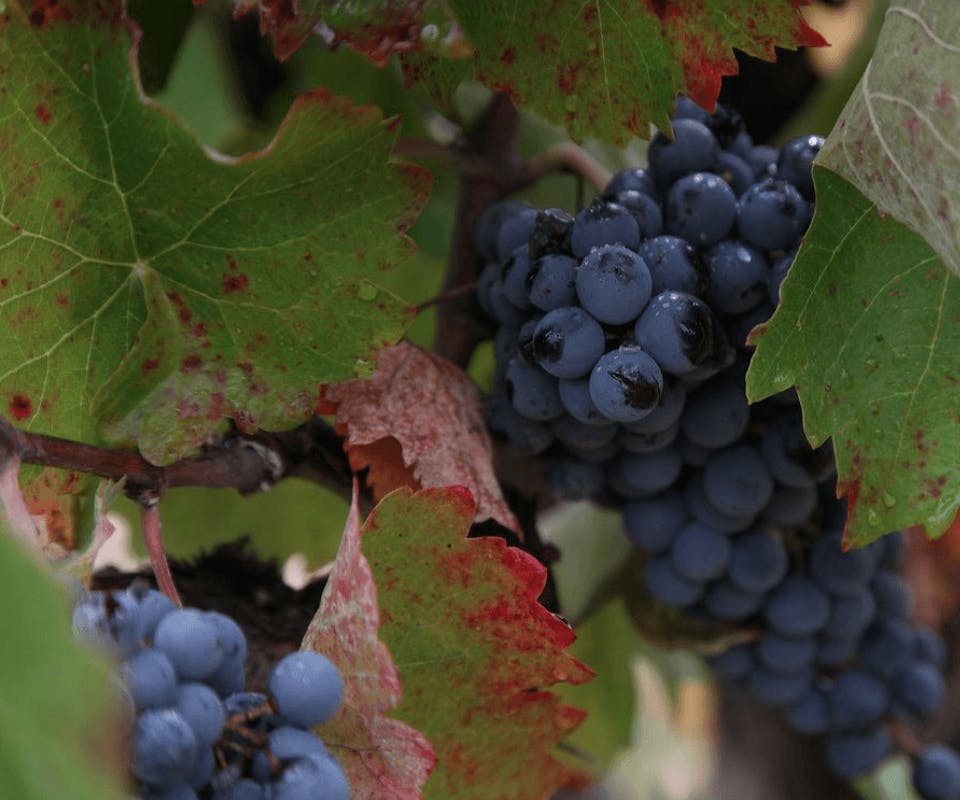 Over de druif: Tempranillo