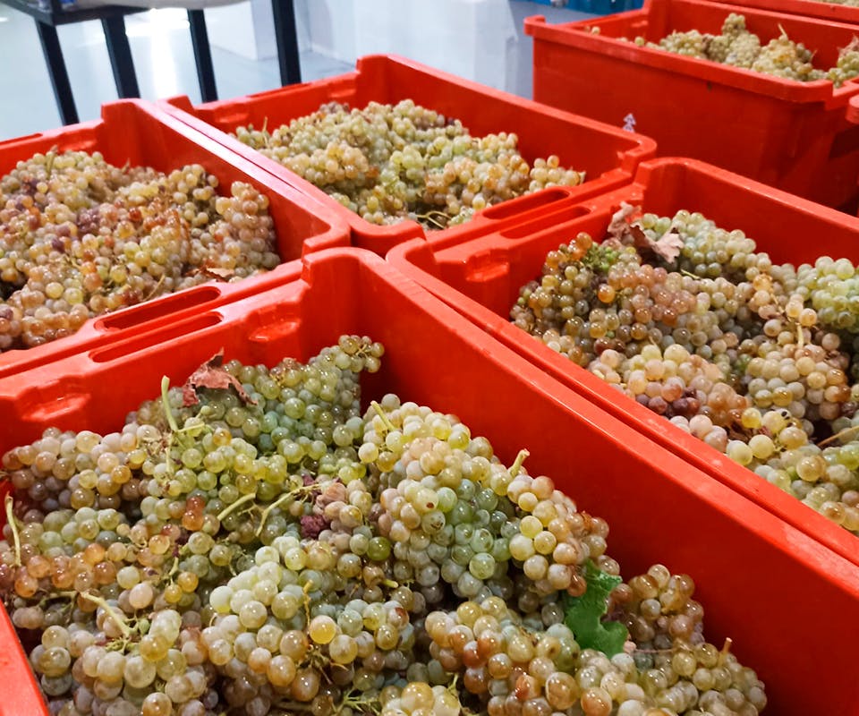 Druivenoogst 2023 is begonnen!