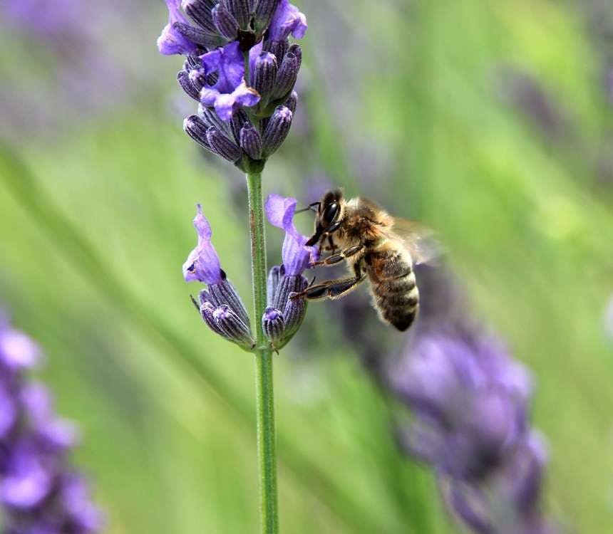 Lavendel in de wijngaard?