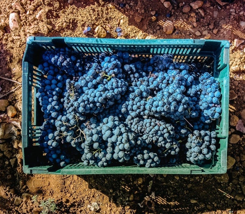 Wijnboer aan het woord: Dino's in de wijngaard