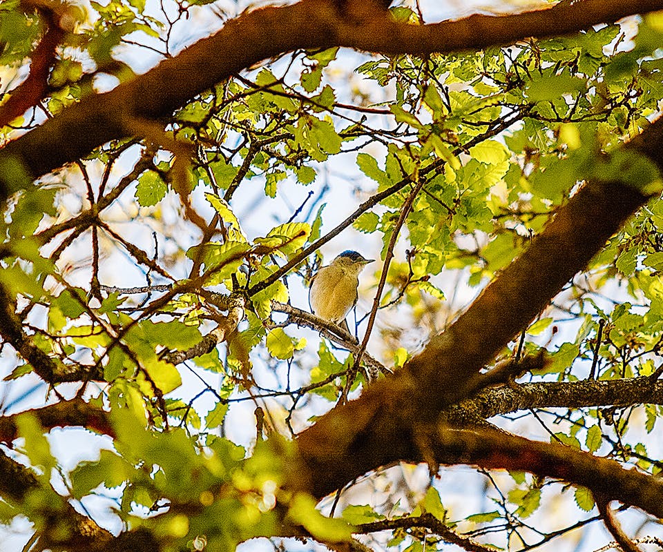 Biodiversiteit is hip, mooi en een noodzakelijk goed