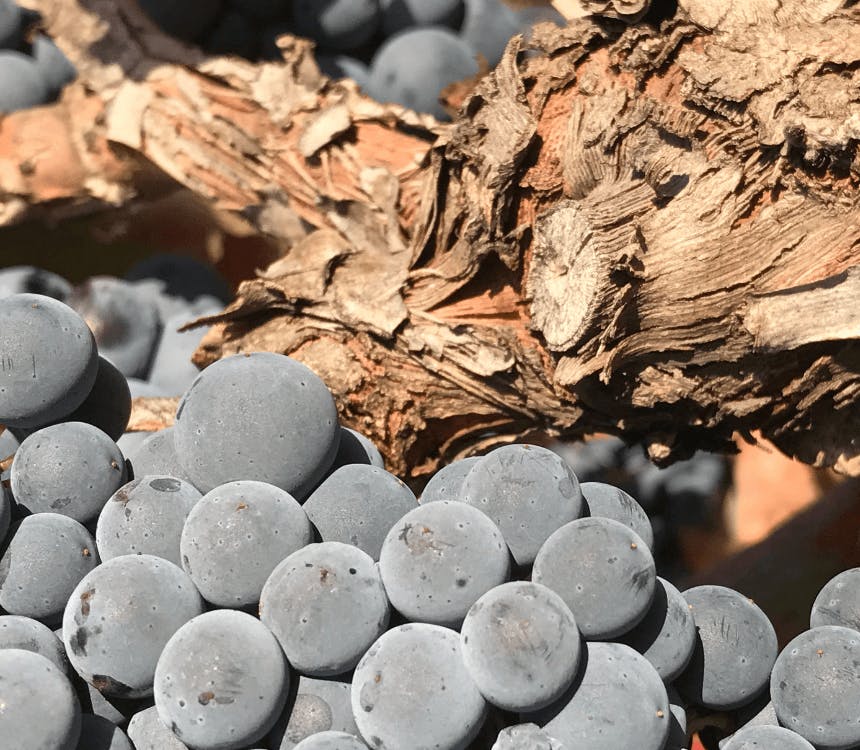 Over de druif: Garnacha