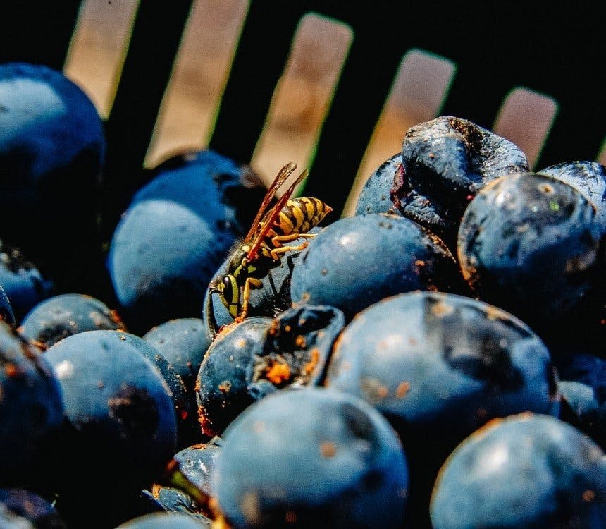 Wijnboer aan het woord: Feromoonsliertjes